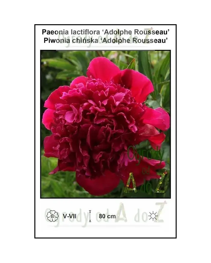 Paeonia-lactiflora-Adolphe-Rousseau.jpg Paeonia-lactiflora-Adolphe-Rousseau.jpg