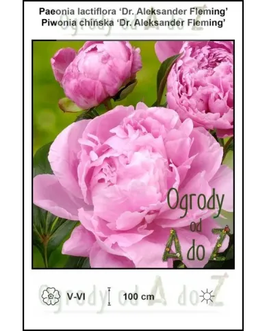 Paeonia-lactiflora-Dr-Aleksander-Fleming.jpg