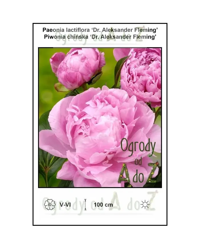 Paeonia-lactiflora-Dr-Aleksander-Fleming.jpg Paeonia-lactiflora-Dr-Aleksander-Fleming.jpg