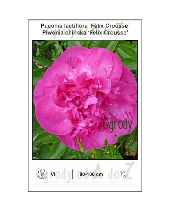 Paeonia-lactiflora-Felix-Crousse.jpg Paeonia-lactiflora-Felix-Crousse.jpg