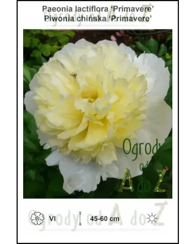 Paeonia-lactiflora-Primavere.jpg Paeonia-lactiflora-Primavere.jpg