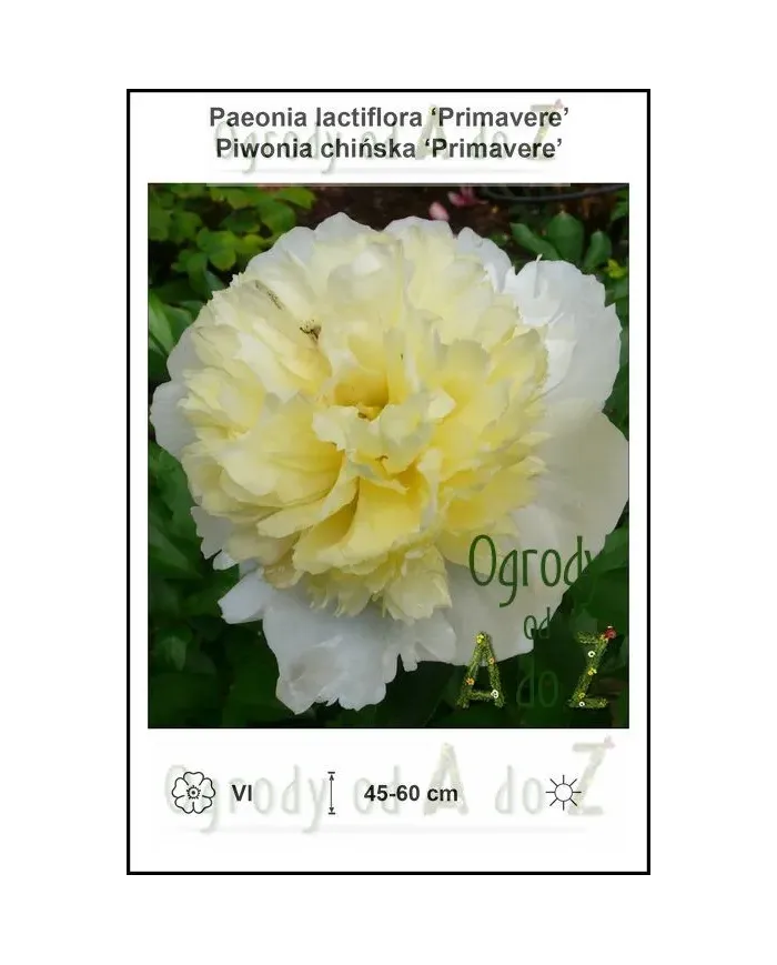 Paeonia-lactiflora-Primavere.jpg