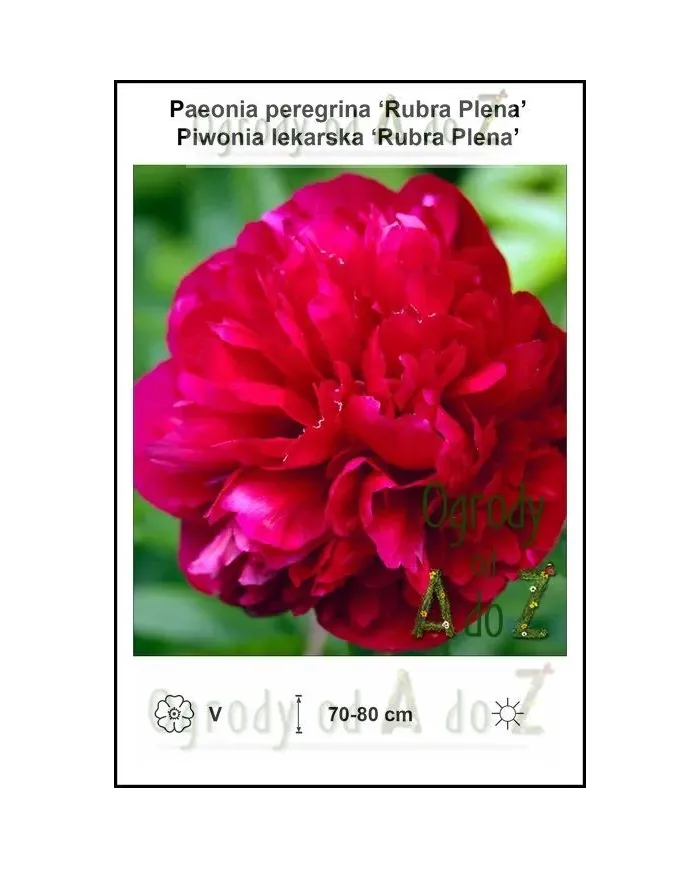 Paeonia-peregrina-Rubra-Plena.jpg