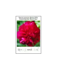 Paeonia-peregrina-Rubra-Plena.jpg