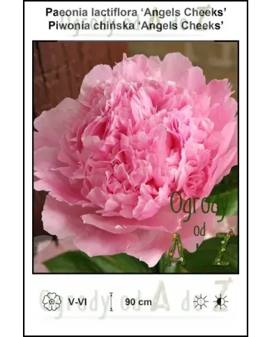 Paeonia-lactiflora-Angels-Cheeks.jpg Paeonia-lactiflora-Angels-Cheeks.jpg