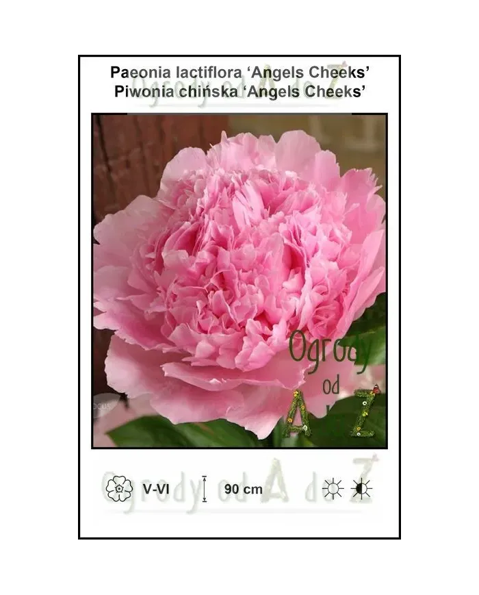 Paeonia-lactiflora-Angels-Cheeks.jpg