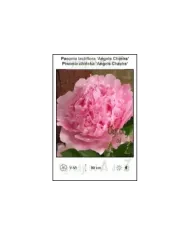 Paeonia-lactiflora-Angels-Cheeks.jpg