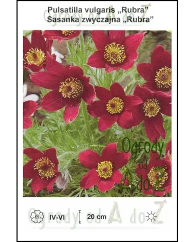 Pulsatilla-vulgaris-Rubra.jpg