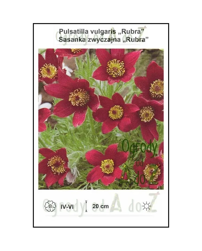 Pulsatilla-vulgaris-Rubra.jpg
