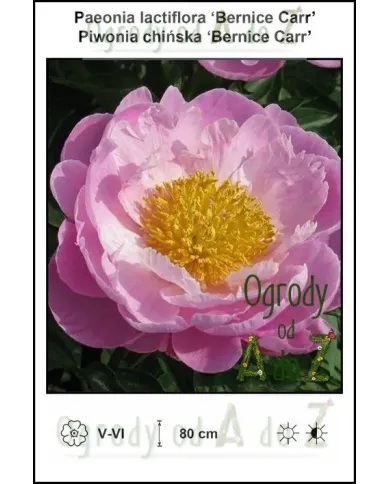 Paeonia-lactiflora-Bernice-Carr.jpg