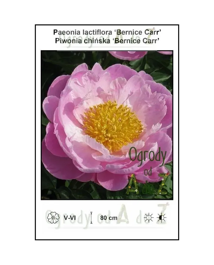 Paeonia-lactiflora-Bernice-Carr.jpg