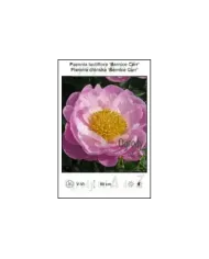 Paeonia-lactiflora-Bernice-Carr.jpg