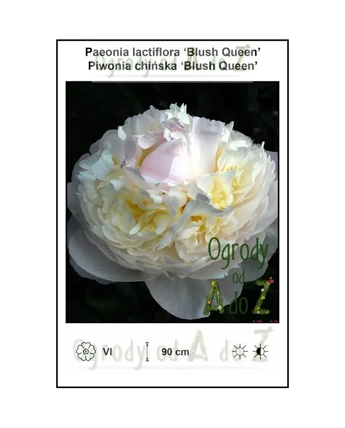 Paeonia-lactiflora-Blush-Queen.jpg