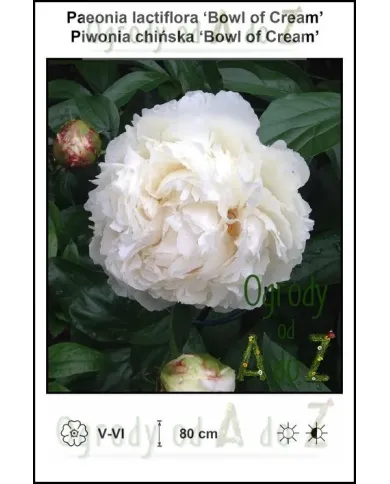 Paeonia-lactiflora-Bowl-of-Cream.jpg
