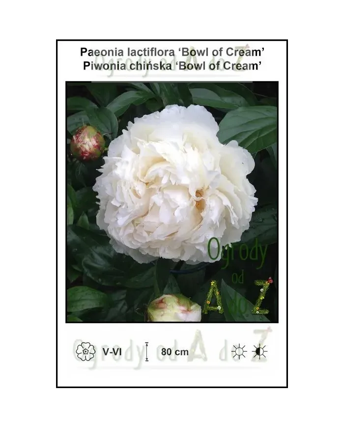 Paeonia-lactiflora-Bowl-of-Cream.jpg