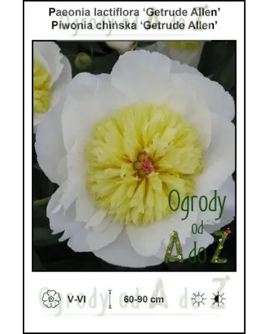 Paeonia-lactiflora-Getrude-Allen.jpg