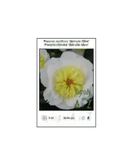 Paeonia-lactiflora-Getrude-Allen.jpg