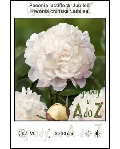 Paeonia-lactiflora-Jubilee.jpg
