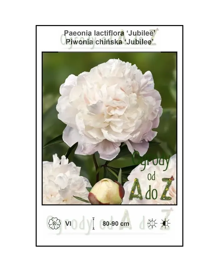 Paeonia-lactiflora-Jubilee.jpg