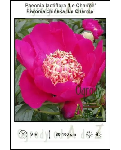 Paeonia-lactiflora-Le-Charme.jpg