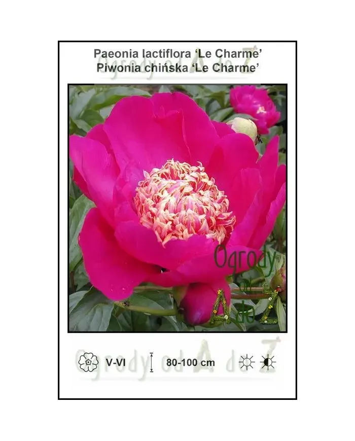 Paeonia-lactiflora-Le-Charme.jpg