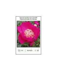 Paeonia-lactiflora-Le-Charme.jpg