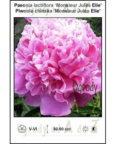 Paeonia-lactiflora-Monsieur-Jules-Elie.jpg
