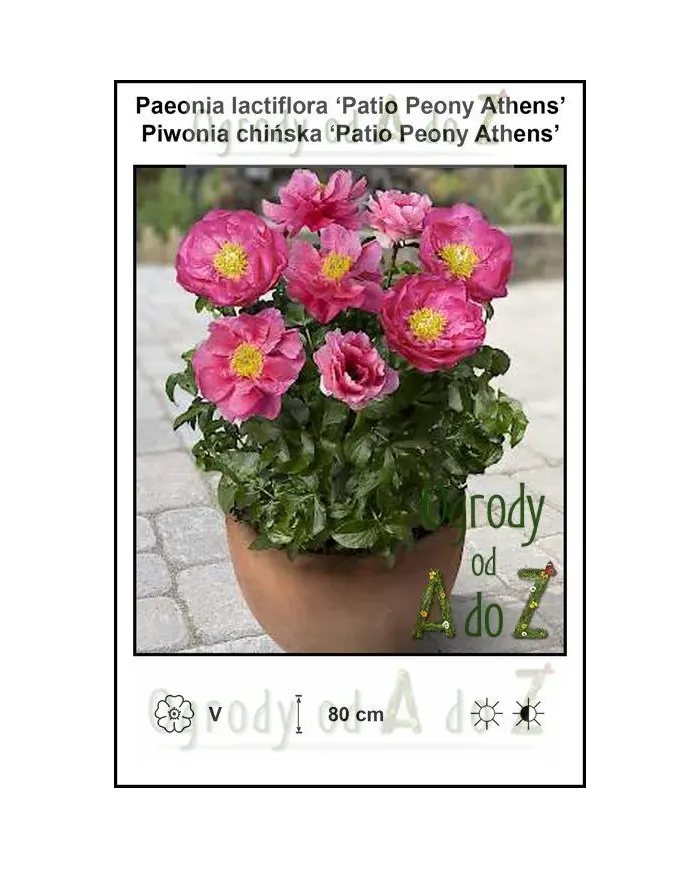Paeonia-lactiflora-Patio-Peony-Athens.jpg