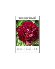 Paeonia-lactiflora-Peter-Brand.jpg