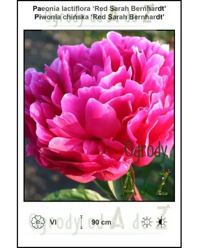 Paeonia-lactiflora-Red-Sarah-Bernhardt.jpg
