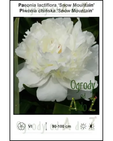 Paeonia-lactiflora-Snow-Mountain.jpg