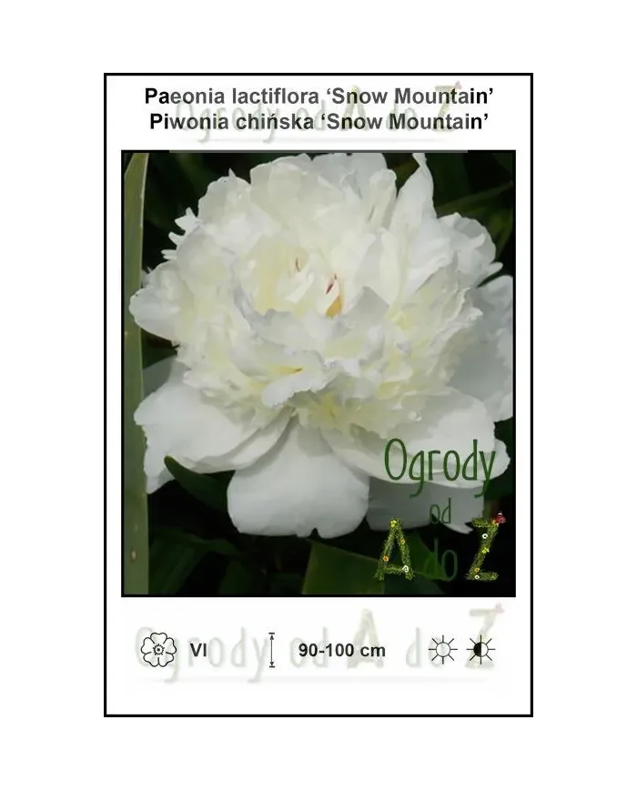 Paeonia-lactiflora-Snow-Mountain.jpg