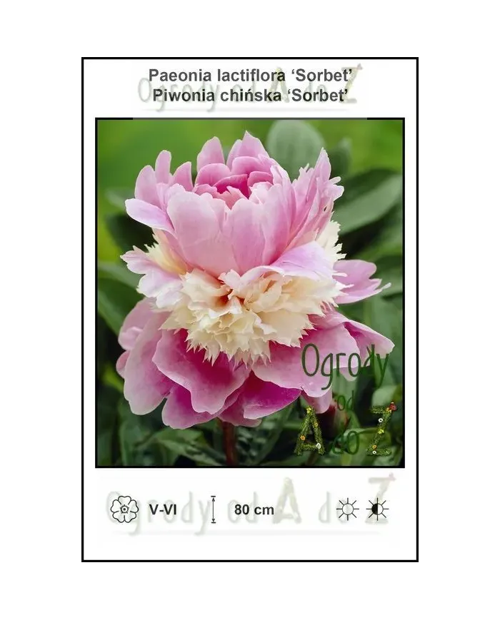 Paeonia-lactiflora-Sorbet.jpg Paeonia-lactiflora-Sorbet.jpg