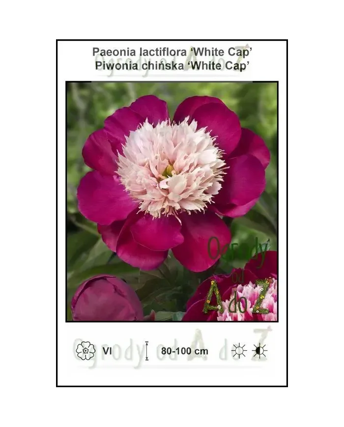 Paeonia-lactiflora-White-Cap.jpg Paeonia-lactiflora-White-Cap.jpg