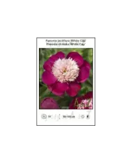 Paeonia-lactiflora-White-Cap.jpg Paeonia-lactiflora-White-Cap.jpg