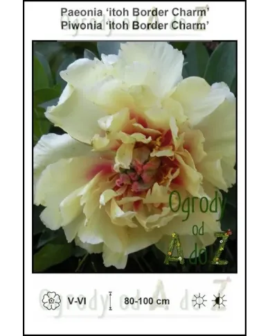 Paeonia-itoh-Border-Charm.jpg