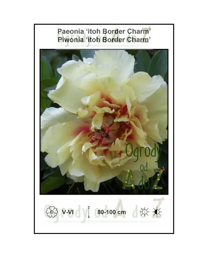 Paeonia-itoh-Border-Charm.jpg Paeonia-itoh-Border-Charm.jpg