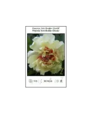 Paeonia-itoh-Border-Charm.jpg