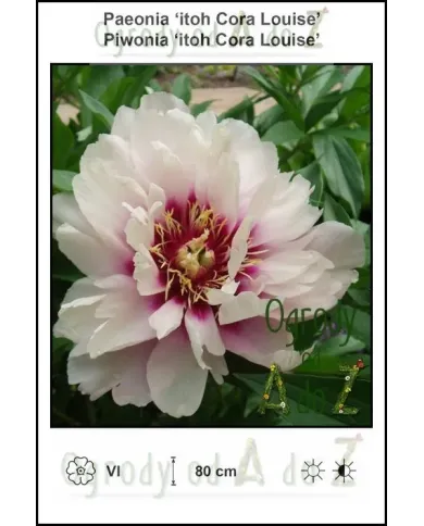 Paeonia-itoh-Cora-Louise.jpg