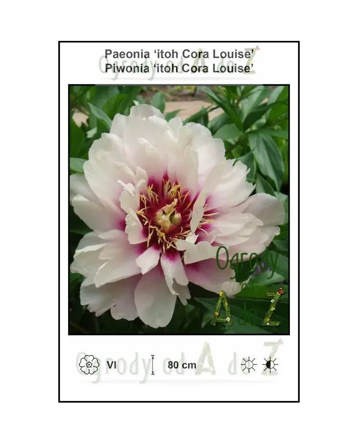 Paeonia-itoh-Cora-Louise.jpg