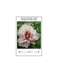 Paeonia-itoh-Cora-Louise.jpg