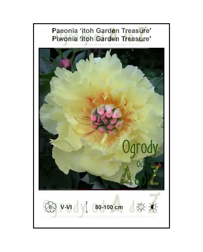 Paeonia-itoh-Garden-Treasure.jpg
