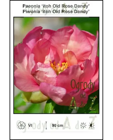 Paeonia-itoh-Old-Rose-Dandy.jpg