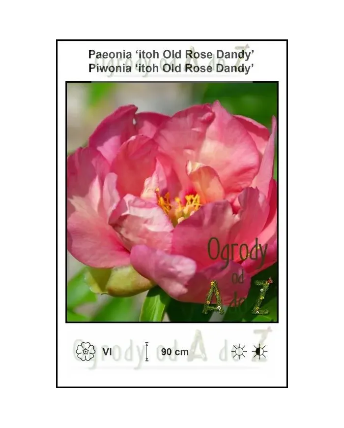 Paeonia-itoh-Old-Rose-Dandy.jpg