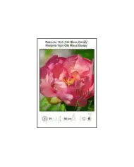 Paeonia-itoh-Old-Rose-Dandy.jpg