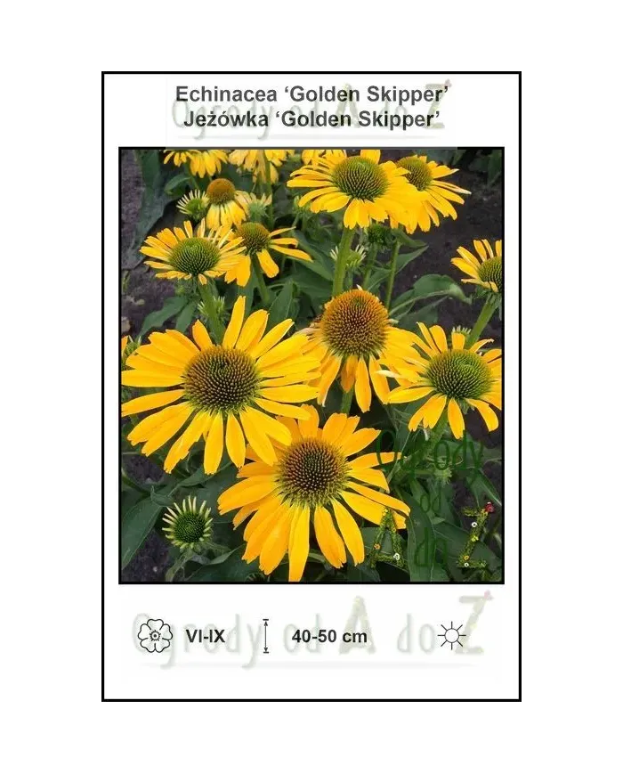 Echinacea-Golden-Skipper.jpg