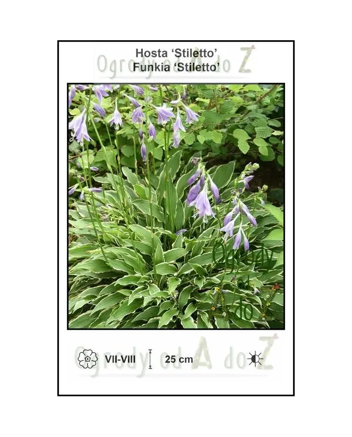 Hosta-Stiletto.jpg