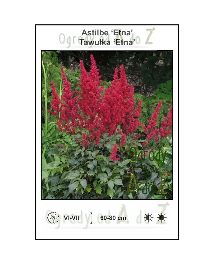 Astilbe-Etna.jpg Astilbe-Etna.jpg