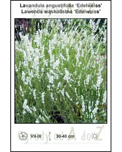 Lavandula-angustifolia-Edelweiss.jpg