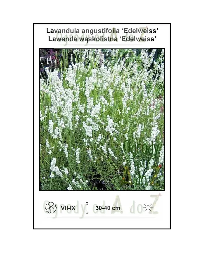 Lavandula-angustifolia-Edelweiss.jpg Lavandula-angustifolia-Edelweiss.jpg
